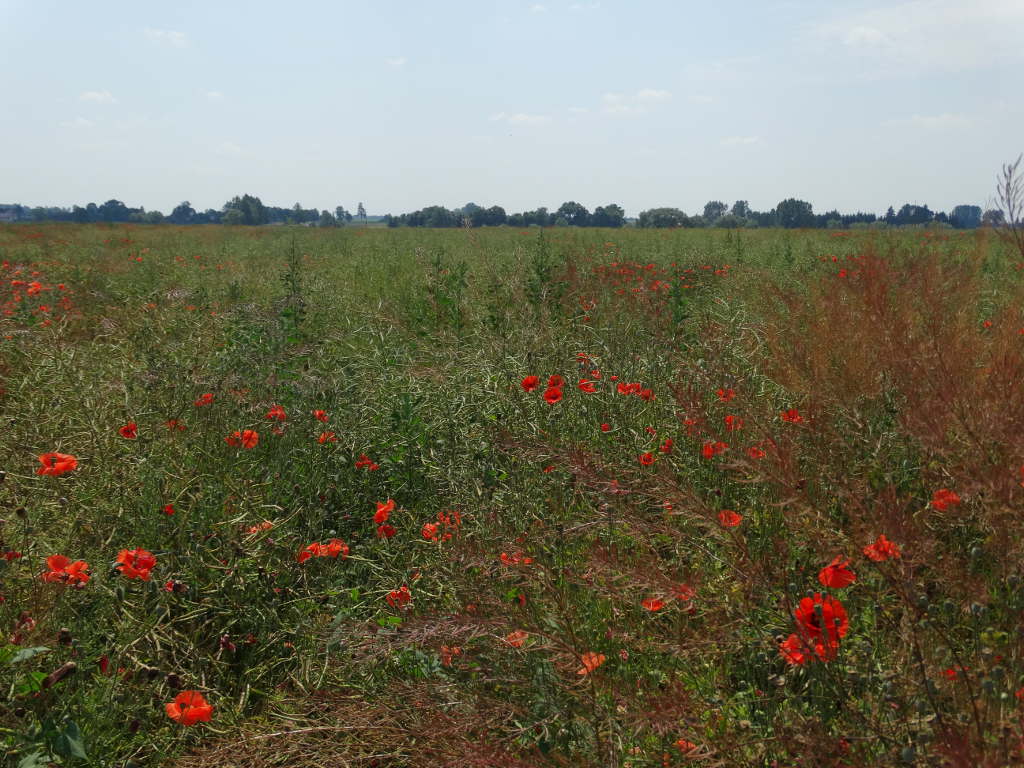 rzepak ozimy, chwasty, Sahryń