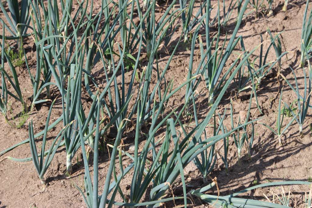 warzywa, Syngenta, Scorpion 325SC, warzywa gruntowe, ochrona warzyw