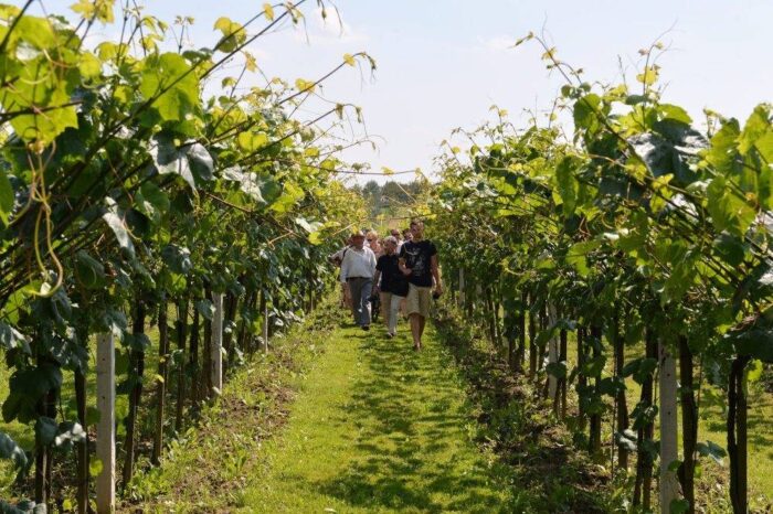 winnica biodynamiczna, pawlikowice, Agnieszka Rousseau