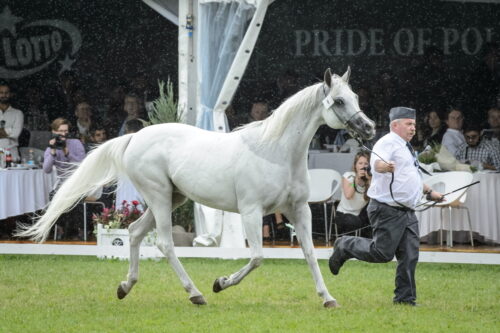 Dni Konia Arabskiego, pride of poland, janów podlaski,karol tylenda