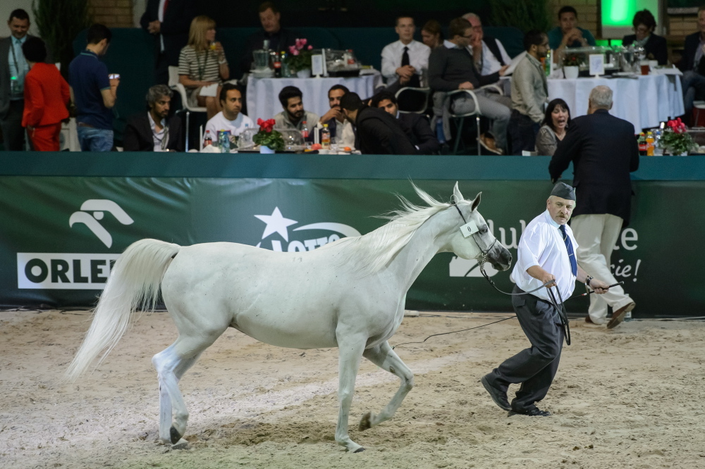 Dni Konia Arabskiego, pride of poland, janów podlaski,karol tylenda