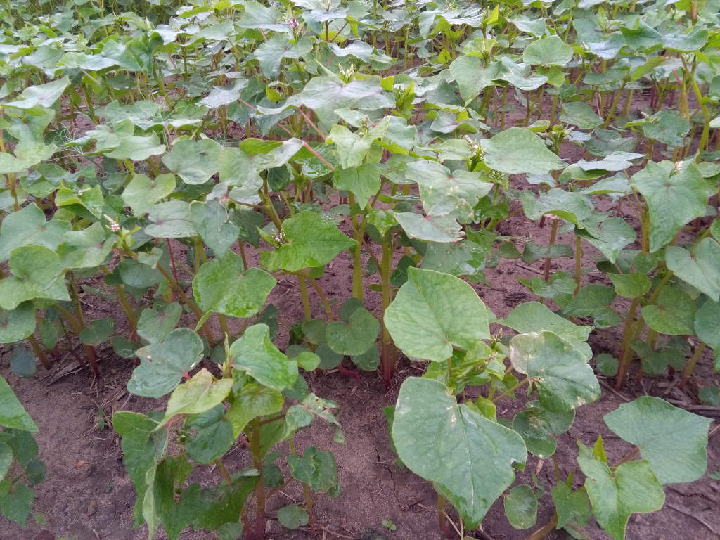 gryka, kwitnienie, plantacja