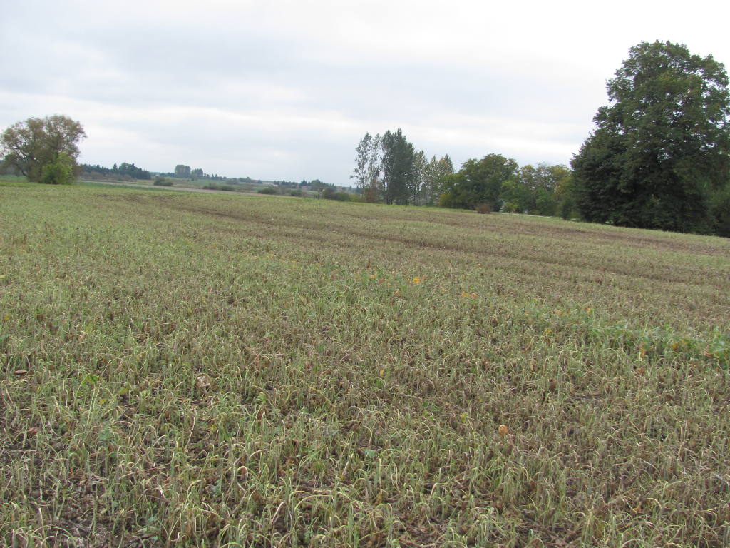rzepaczysko, glifosat, plantacja