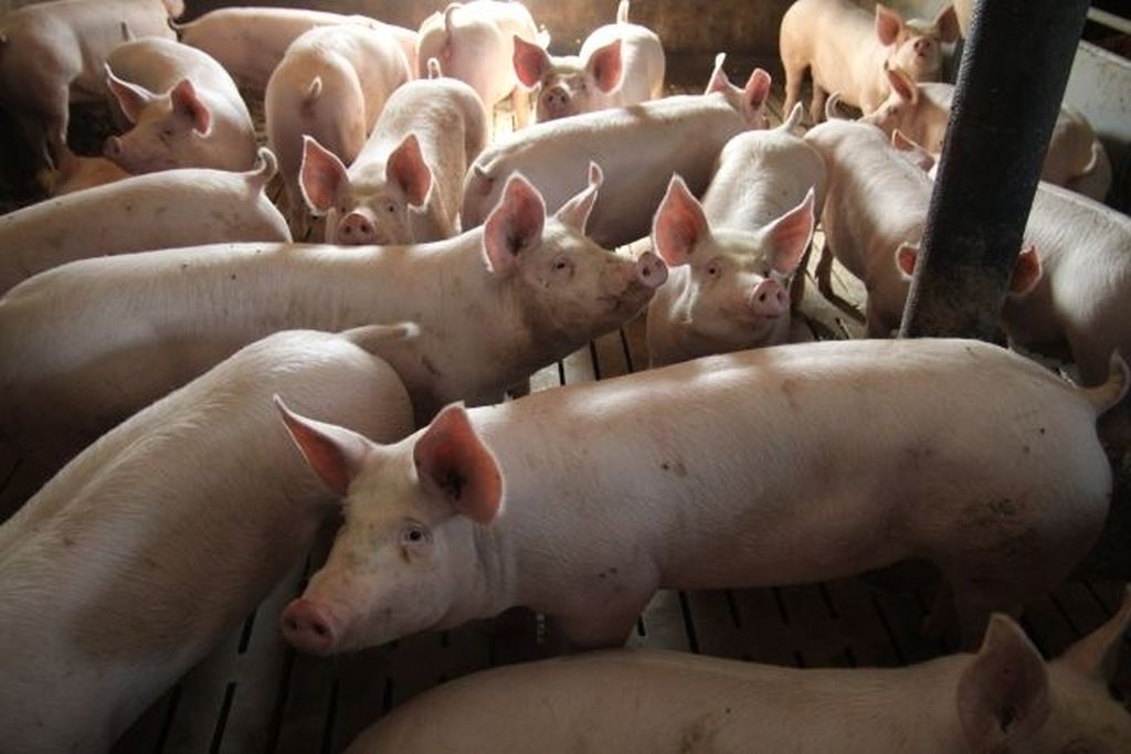 trzoda chlewna, świnie, chiny, import wieprzowiny, wieprzowina