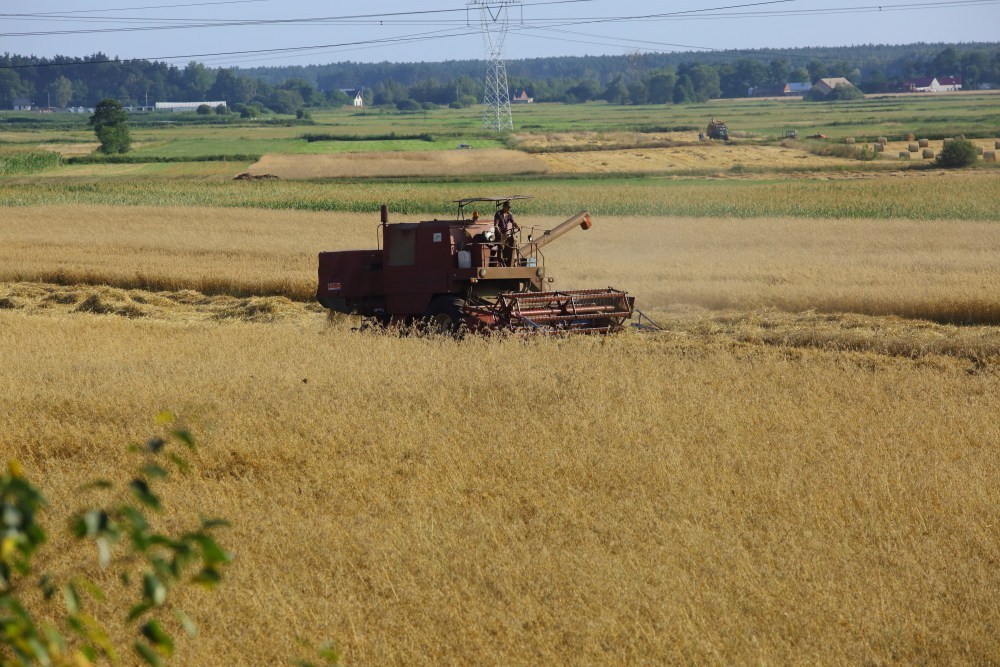 produkty roślinne, produkty rolno-spożywcze, gus