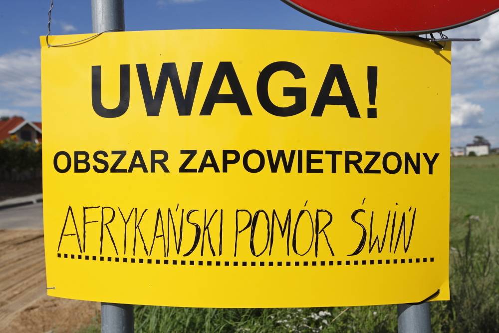 afrykański pomór świń, ASF, wirus, podlaskie, trzoda chlewna, wieprzowina, świnie