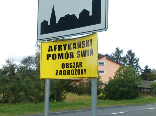ognisko ASF, wirus,