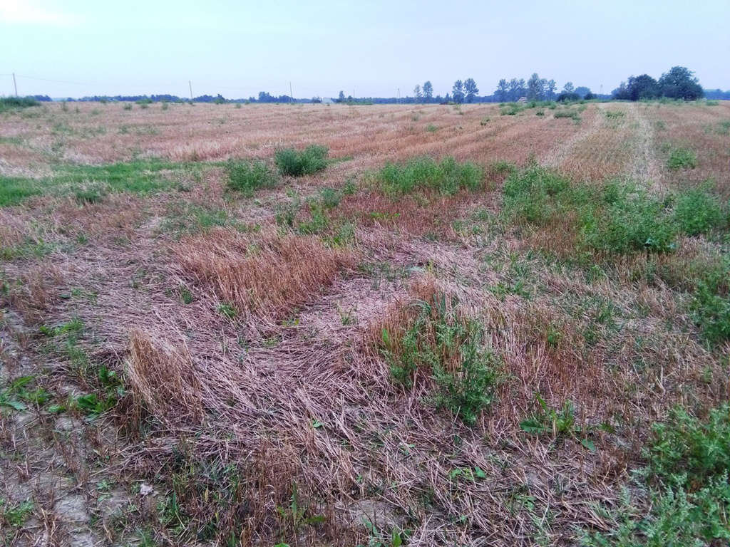 ściernisko, chwasty, rżysko