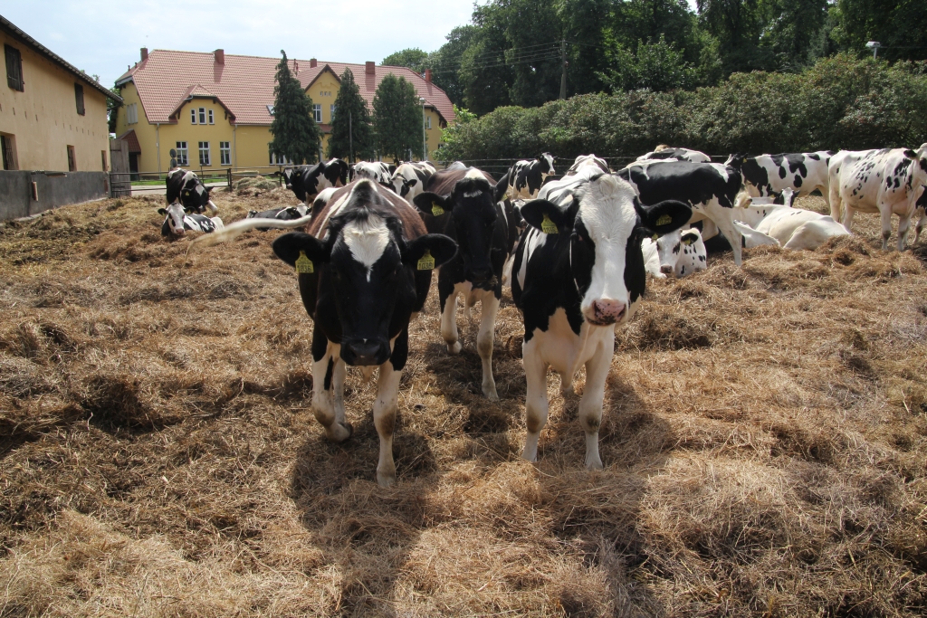 ohz lubiana, produkcja mleka, krowy mleczne, superczempion
