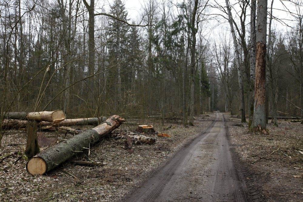 Puszcza Białowieska, ministrer środowiska, wycinka drzew, puszcza