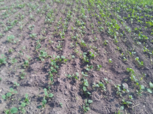 rzepak, plantacja