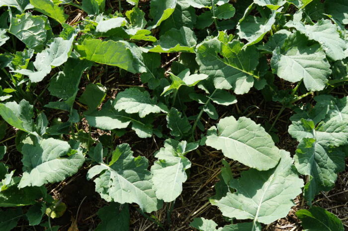 rzepak, plantacja