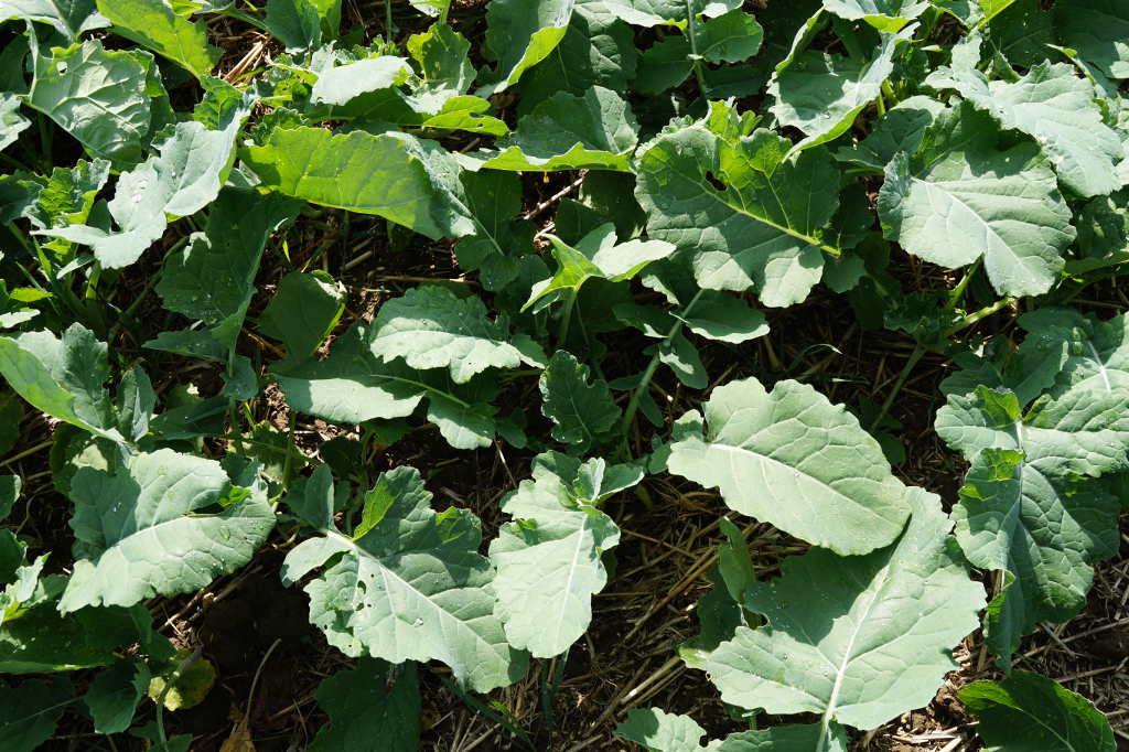 rzepak, plantacja