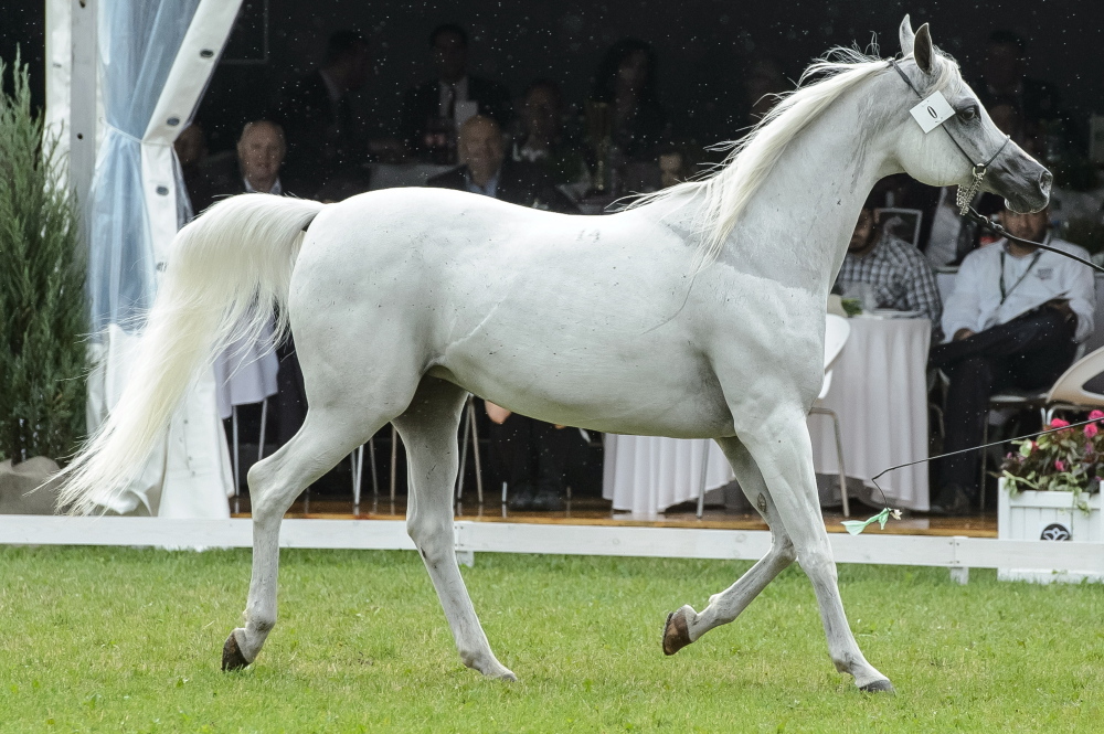 janów podlaski, pride of poland, aukcja koni, konie, dni konia arabskiego