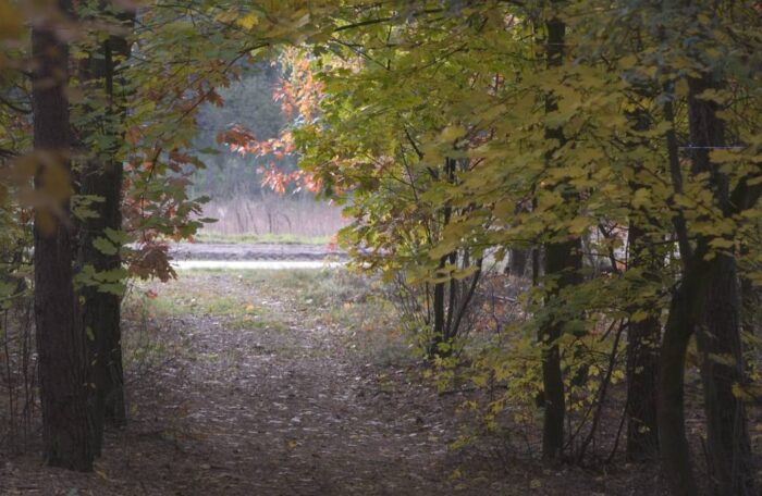 Lasy Państwowe, leśnicy, sarny, daniele, kasztany, dokarmianie zwierząt w lesie