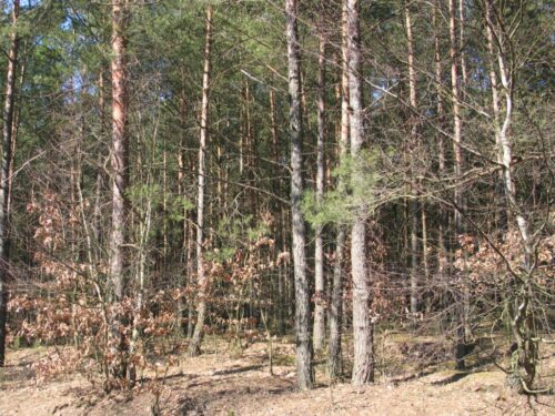 dorożała, lasy, kontrola społeczna, projekt ustawy