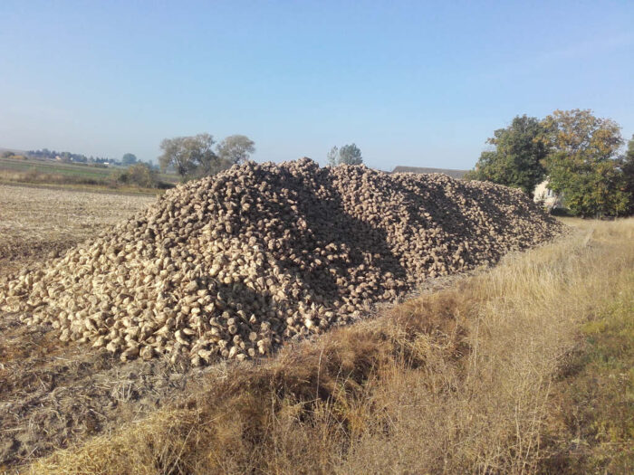 przyma, buraki