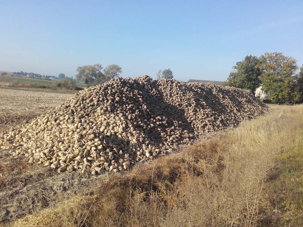 przyma, buraki
