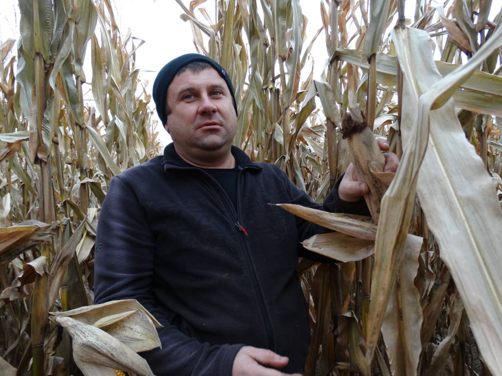 Arkadiusz Matycz,  kukurydza