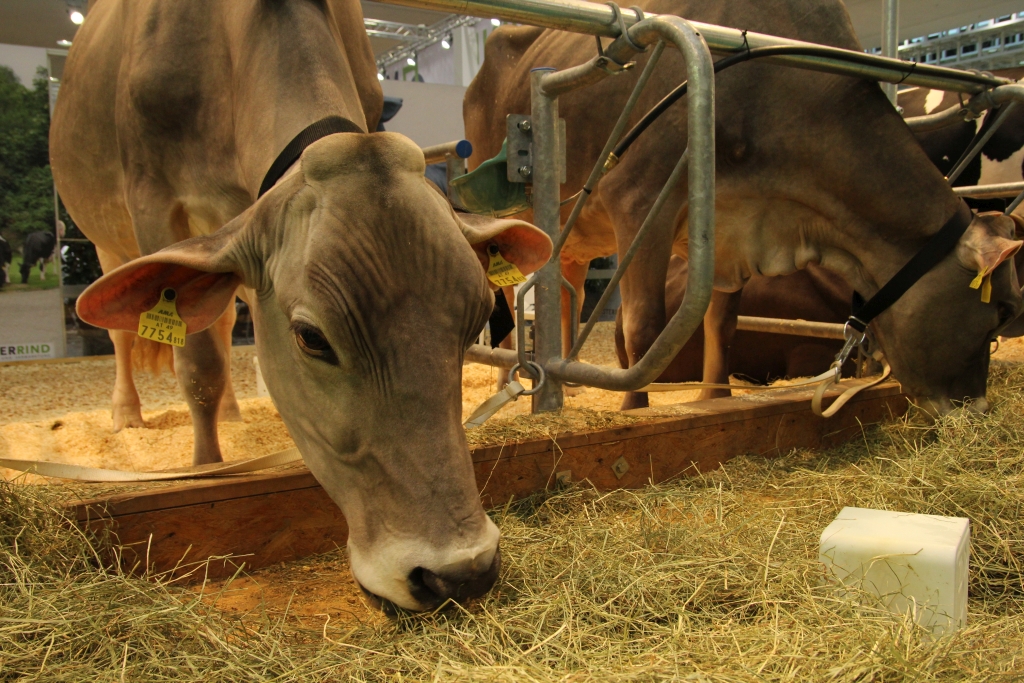 EuroTier, bydło, trzoda chlewna, targi hodowlane