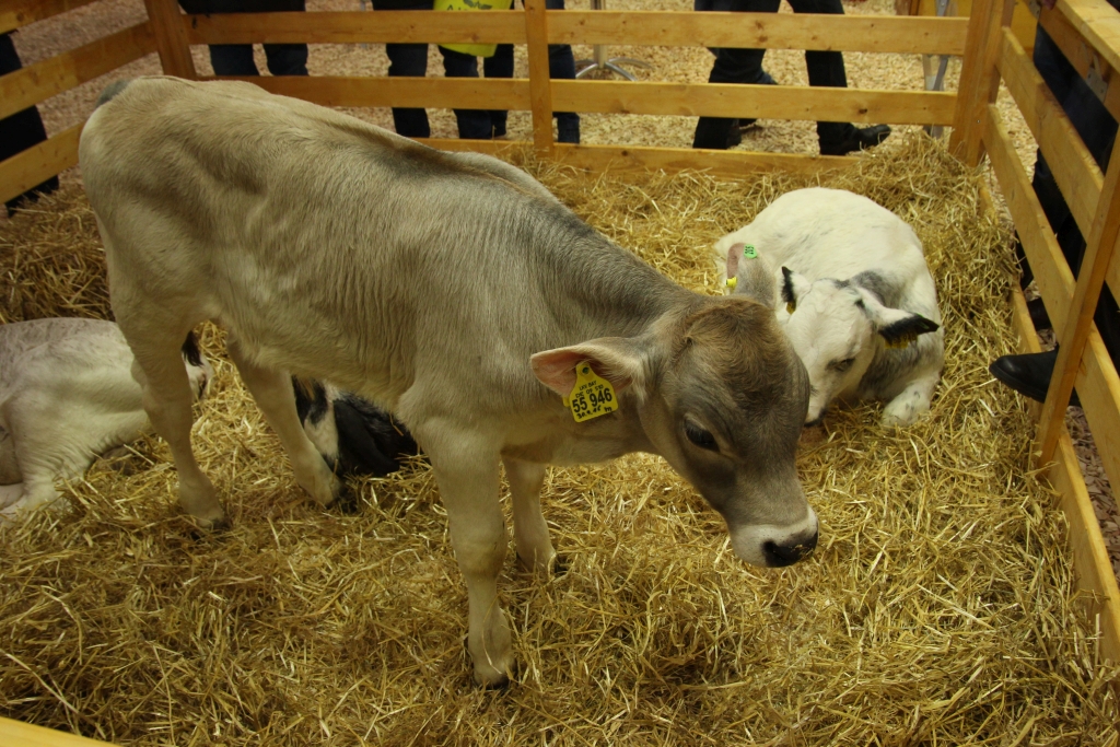 EuroTier, bydło, trzoda chlewna, targi hodowlane