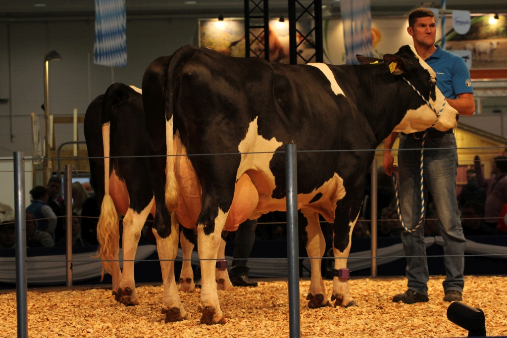 EuroTier, bydło, trzoda chlewna, targi hodowlane