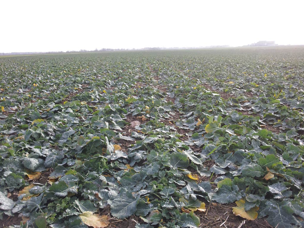 rzepak, plantacja