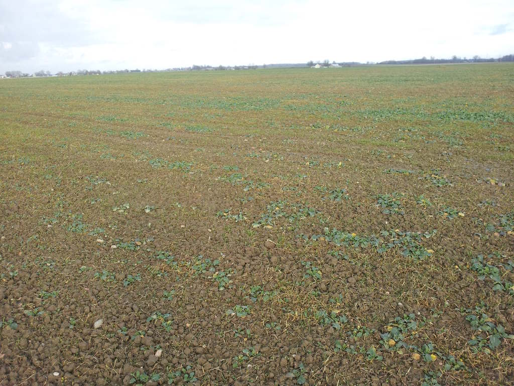 rzepak, plantacja, gleby minutowe