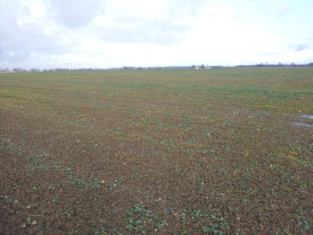 rzepak, plantacja, gleby minutowe