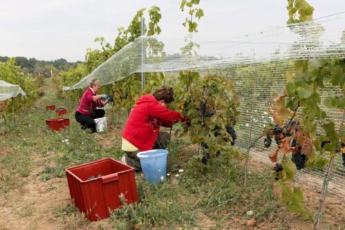 zaborze, winogrona, winobranie, produkcja wina, lubuskie