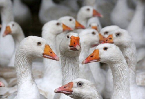 ptasia grypa, lubuskie, ferma gęsi, wirus, ognisko wirusa H5N8