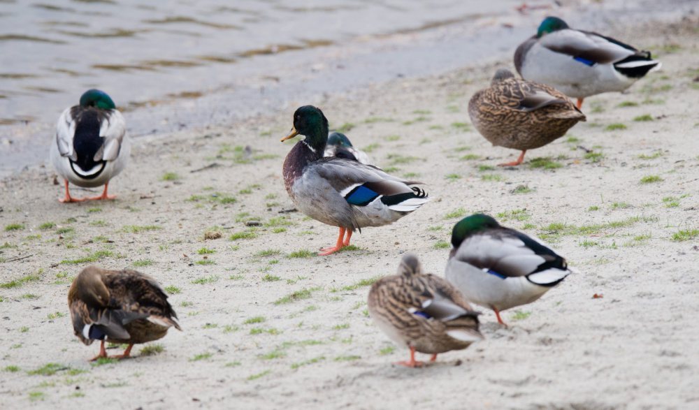 ptasia grypa, francja, wirus H5N8, drób, kaczki, foie gras