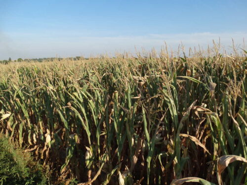 kukurydza, kiszonka, plantacja