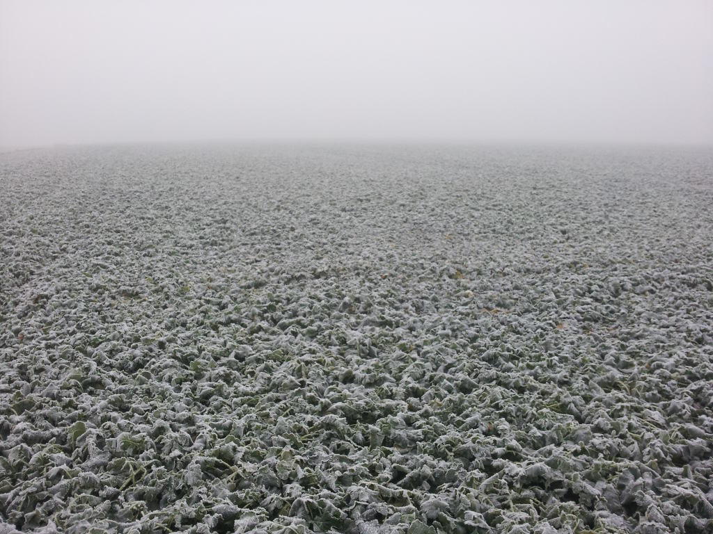 plantacja, rzepak, mróz