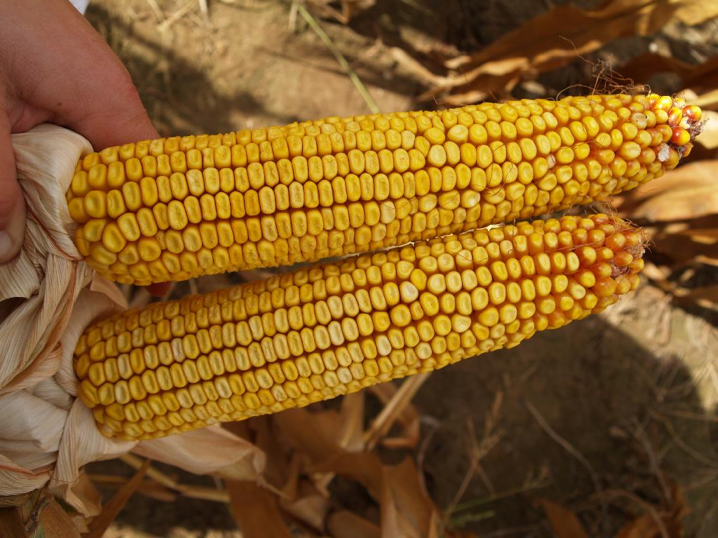 DKC 3711