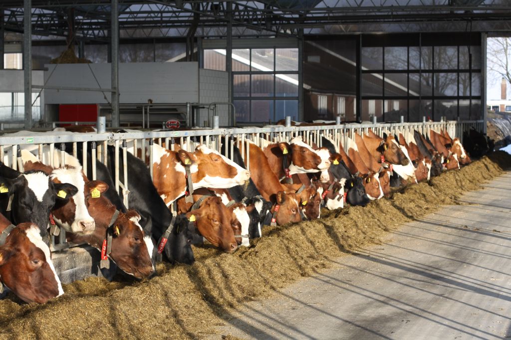 Mudanjiang, Maanshan, farma bydła mlecznego