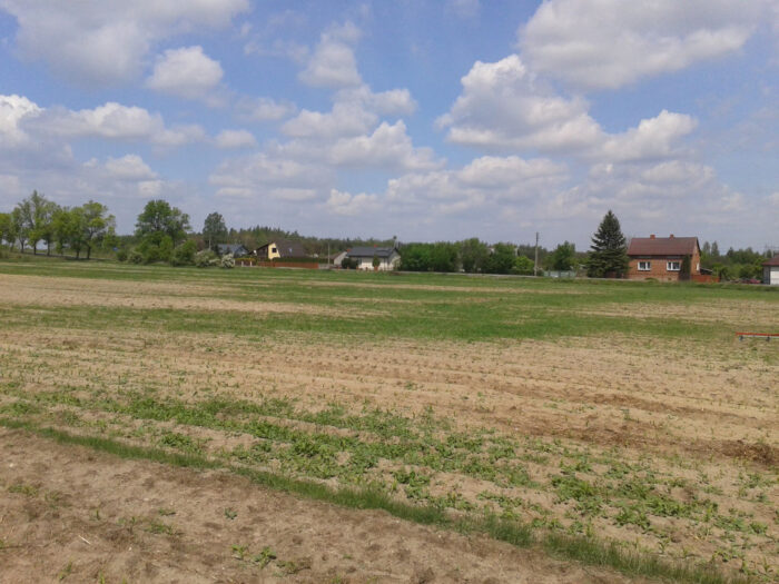 kukurydza, plantacja, perz
