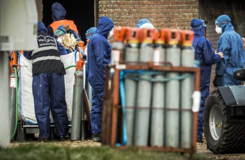 ptasia grypa, włochy, hiszpania, drób, dzikie ptactwo, ptasia grypa H5N8