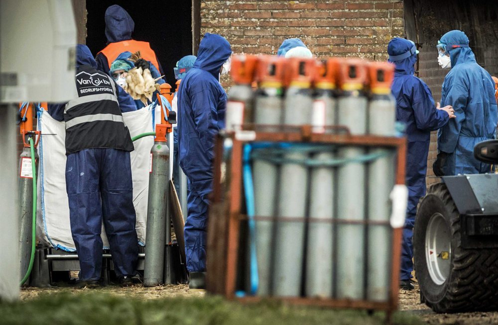 ptasia grypa, włochy, hiszpania, drób, dzikie ptactwo, ptasia grypa H5N8