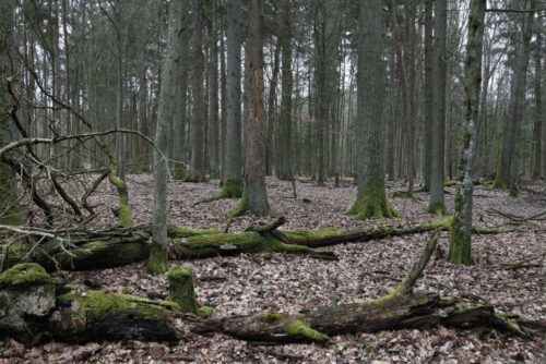 Puszcza Białowieska, ClientEarth Prawnicy dla Ziemi, UNESCO, ministerstwo środowiska, Komisja Europejska