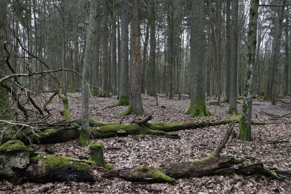 Puszcza Białowieska, ClientEarth Prawnicy dla Ziemi, UNESCO, ministerstwo środowiska, Komisja Europejska