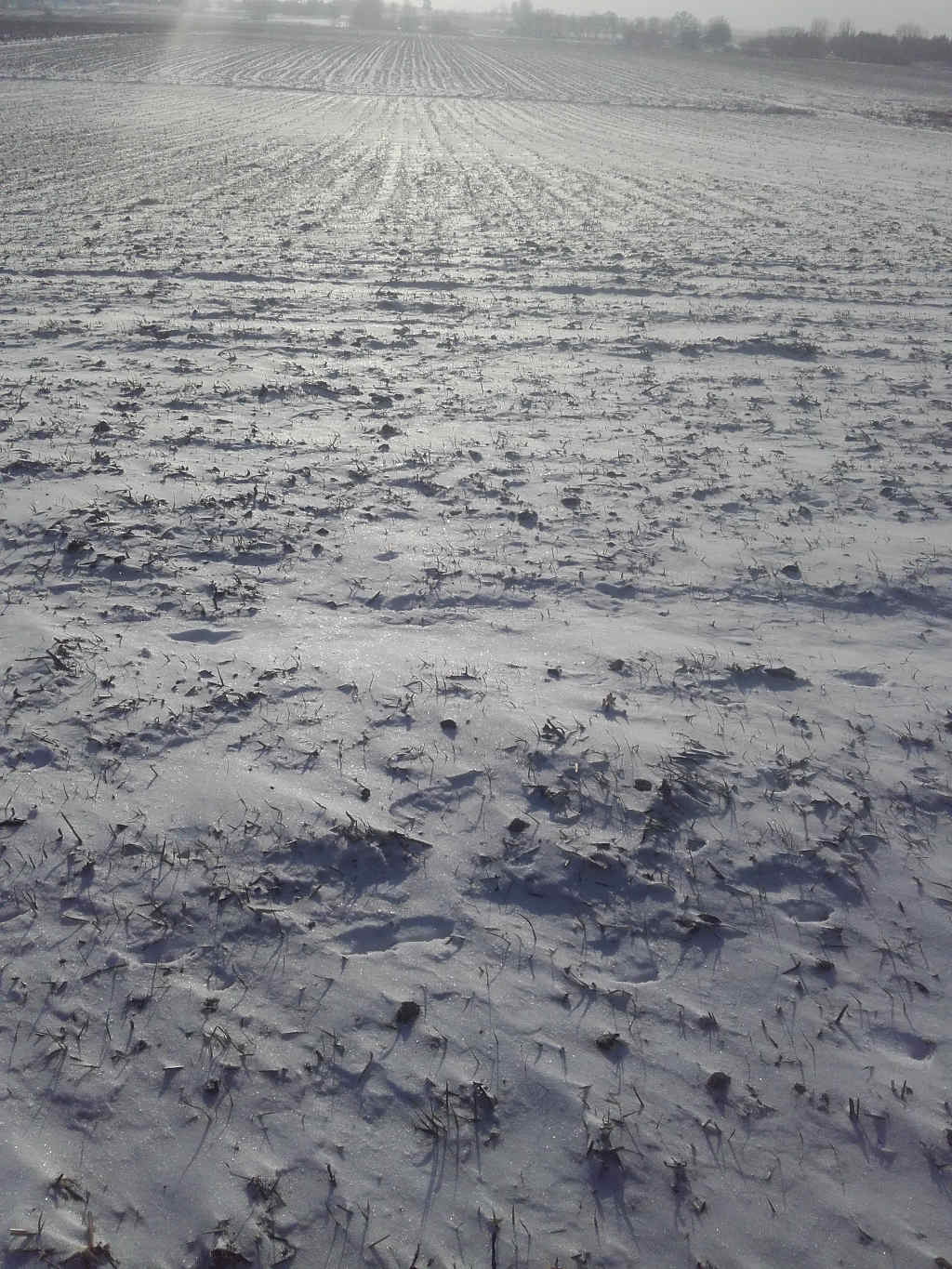 pszenica ozima, śnieg, plantacja