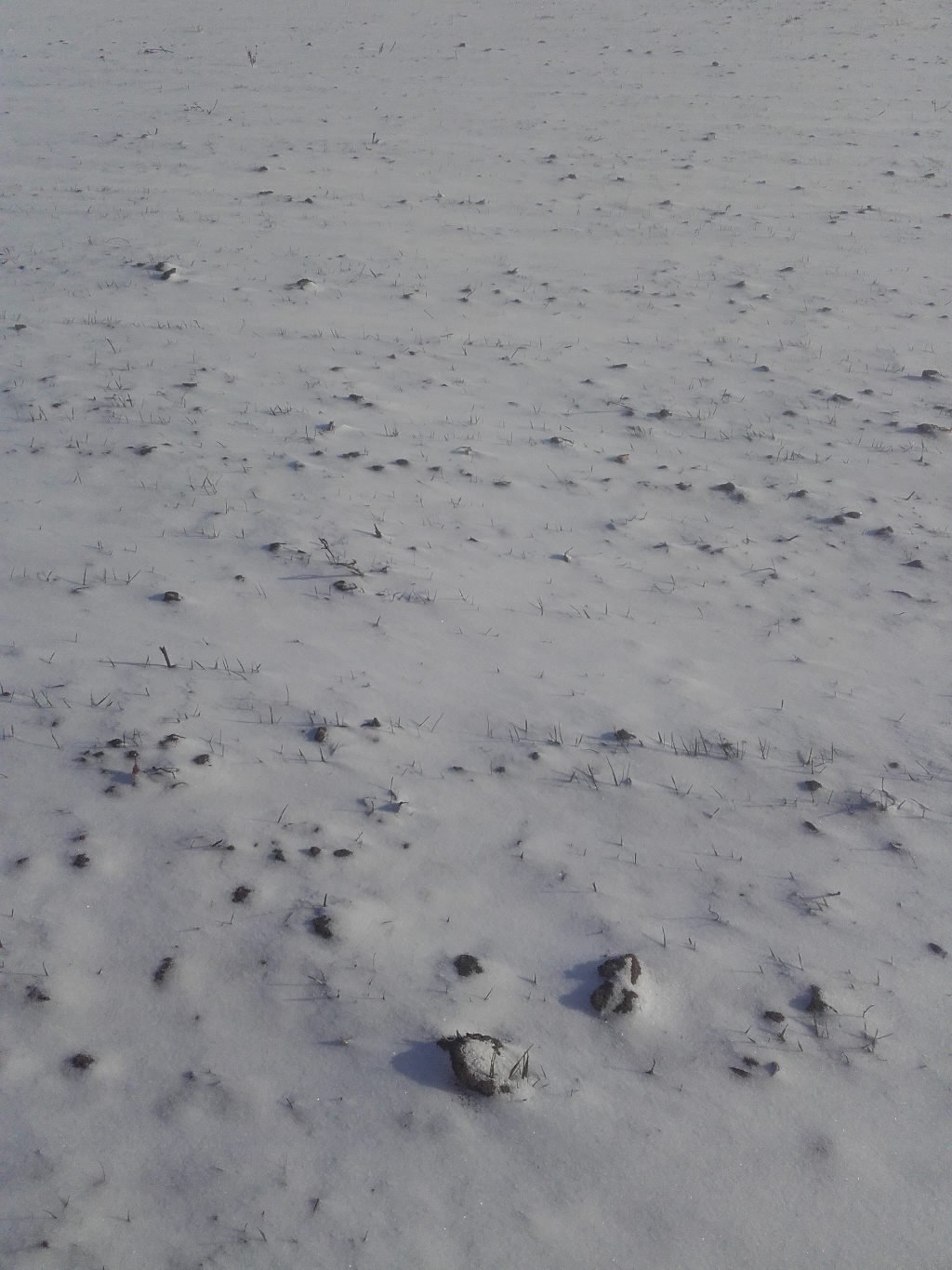 pszenica ozima, śnieg, plantacja