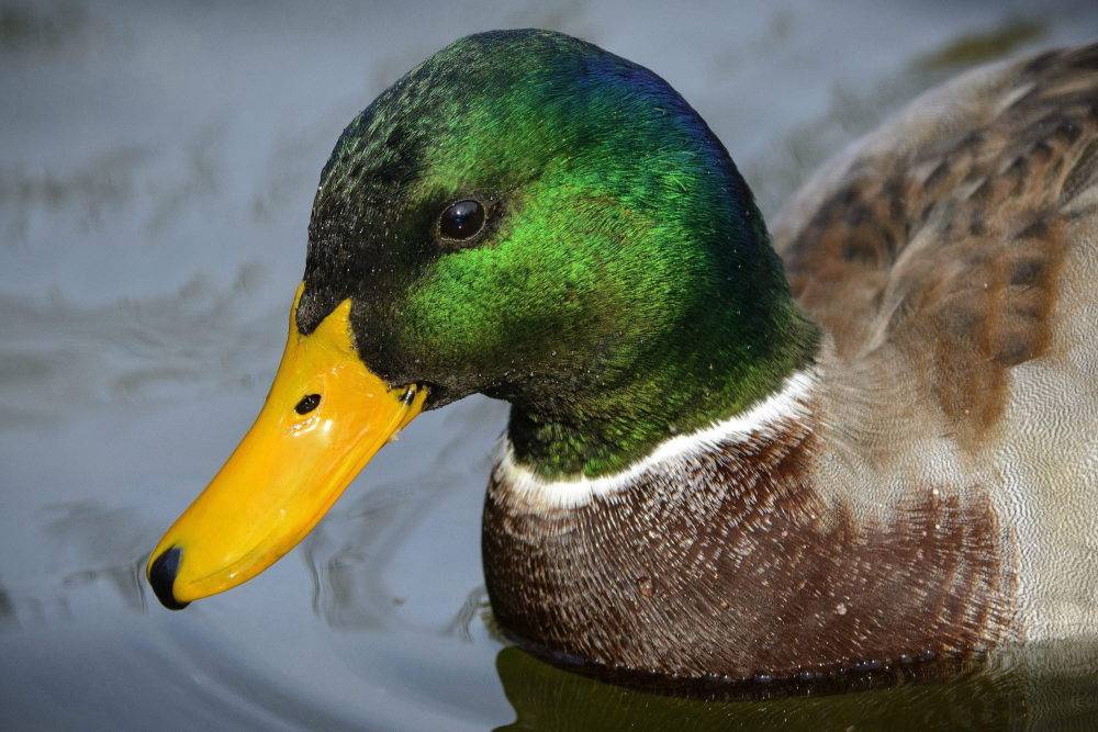 kaczki, ptasia grypa, ubój kaczek, H5N8, wirus ptasiej grypy we Francji