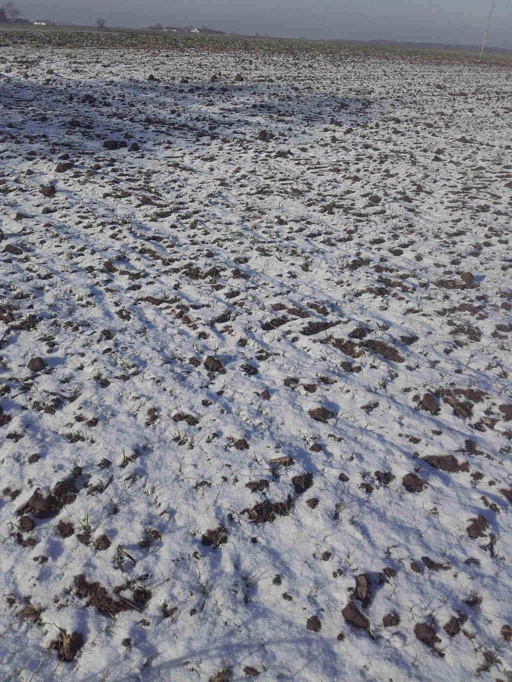 pszenica ozima, pole, śnieg