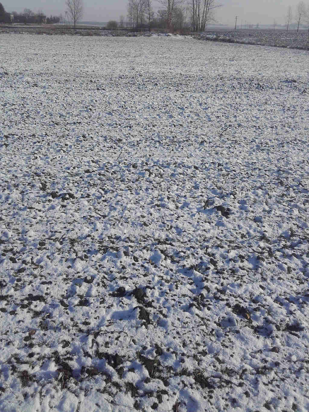 pszencia ozima, pole, śnieg