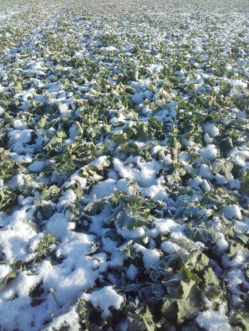 rzepak ozimy, pole, śnieg