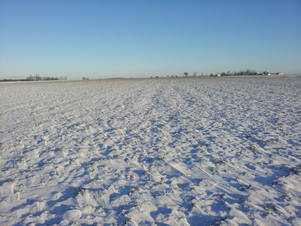 włochy, atak zimy we włoszech, związek rolników Coldiretti, zniszczone uprawy, straty w uprawach, zamarznięte warzywa