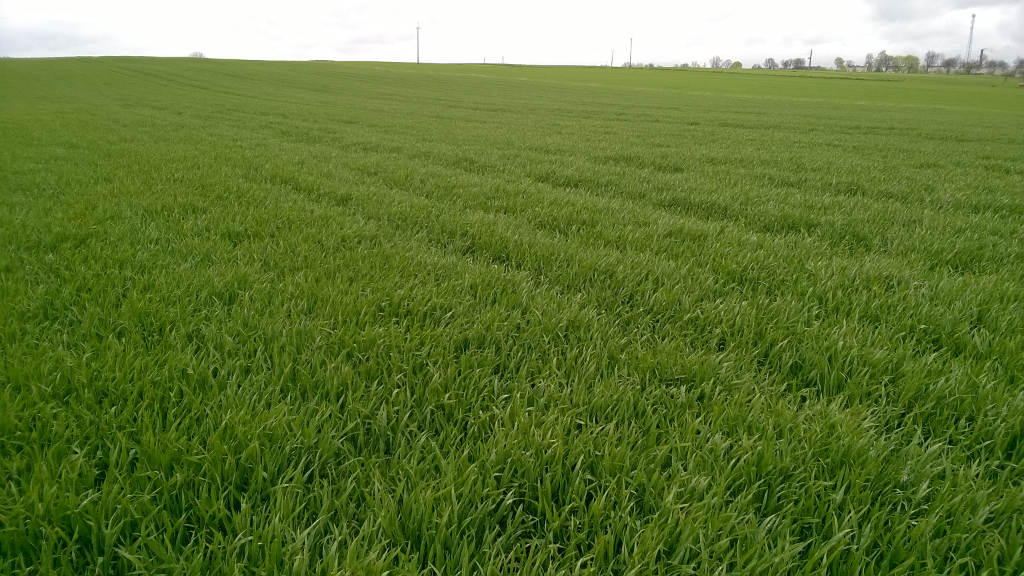 pszenica GMO, Uniwersytet w Yorku, modyfikowana pszenica, pszenica o dużym ziarnie