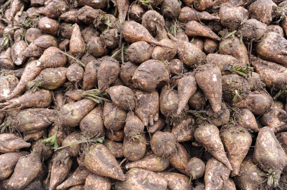 buraki_cukrowe_kontraktacja
